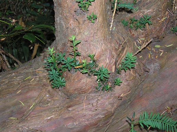 Photo of Taxus brevifolia by Liz Watkinson
