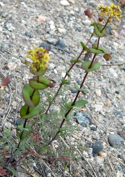 Photo of Lepidium perfoliatum by <a href="http://www.natureniche.ca">Gordon Neish</a>