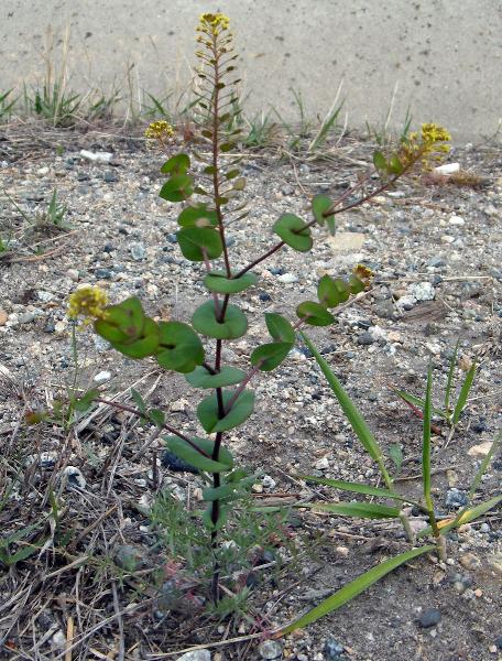 Photo of Lepidium perfoliatum by <a href="http://www.natureniche.ca">Gordon Neish</a>