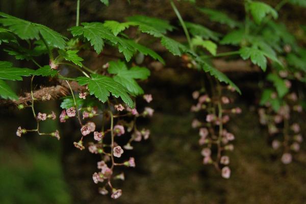 Photo of Ribes lacustre by Kevin deBoer