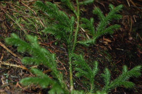 Photo of Lycopodium clavatum by Kevin deBoer