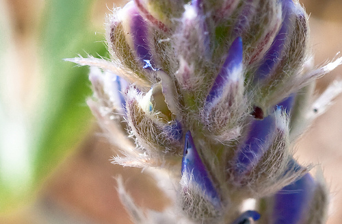 Photo of Lupinus lepidus by <a href="http://zork.cs.uvic.ca/ttl">Mary  Sanseverino</a>