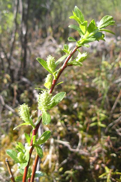 Photo of Salix pedicellaris by Curtis Bjork