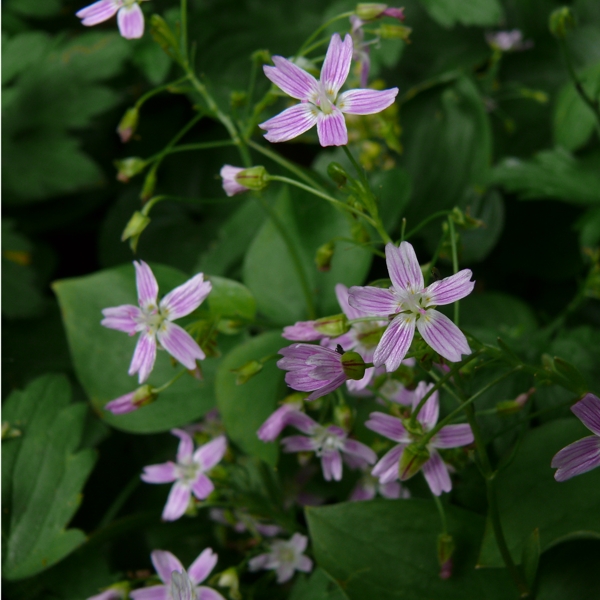 Photo of Claytonia sibirica by Jeanne Ross