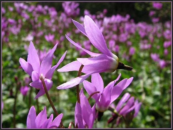 Photo of Dodecatheon hendersonii by May Kald