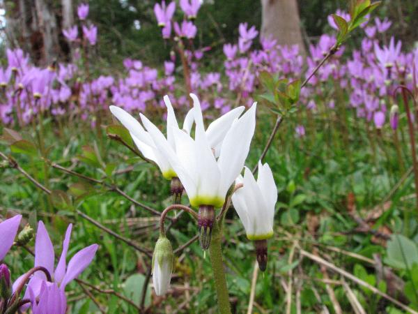 Photo of Dodecatheon hendersonii by May Kald