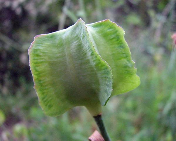 Photo of Fritillaria affinis var. affinis by May Kald