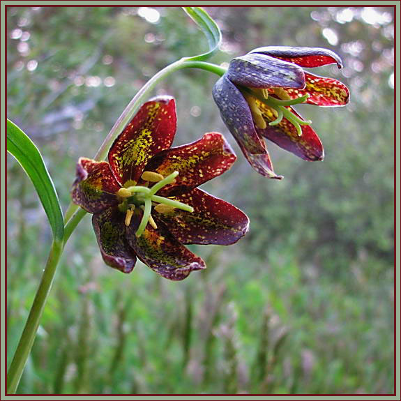 Photo of Fritillaria affinis by May Kald
