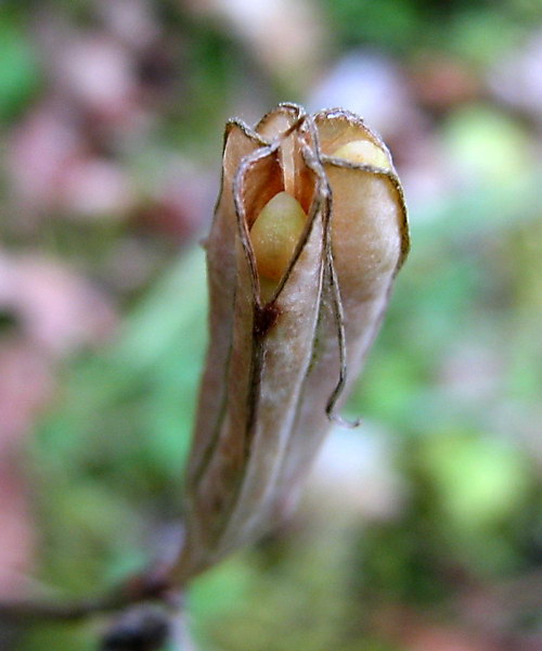 Photo of Erythronium oregonum ssp. oregonum by May Kald
