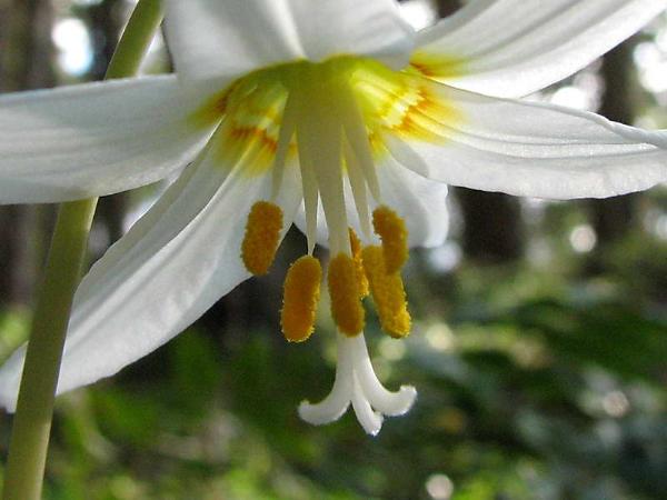 Photo of Erythronium oregonum ssp. oregonum by May Kald