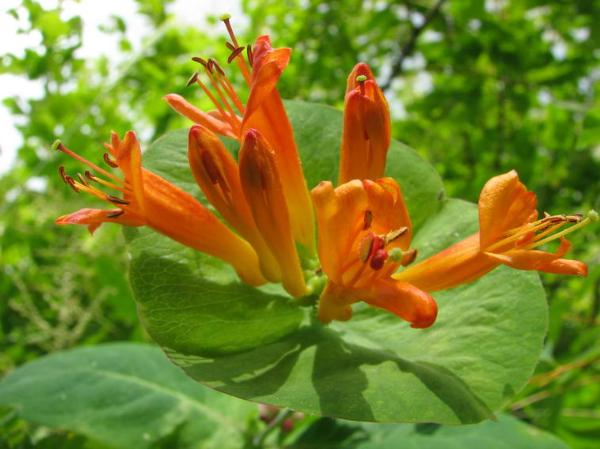 Photo of Lonicera ciliosa by May Kald