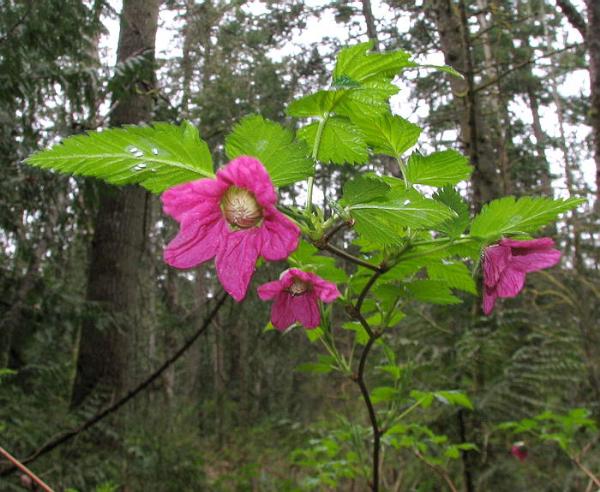 Photo of Rubus spectabilis by May Kald