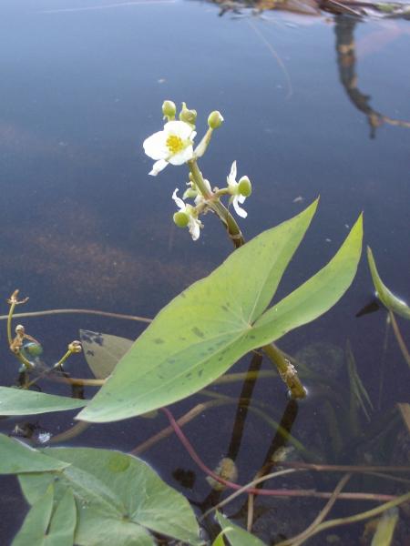 Photo of Sagittaria latifolia by <a href="http://www.cicerosings.blogspot.com">Eileen Brown</a>