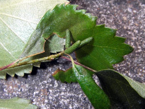 Photo of Betula occidentalis by Simone Runyan