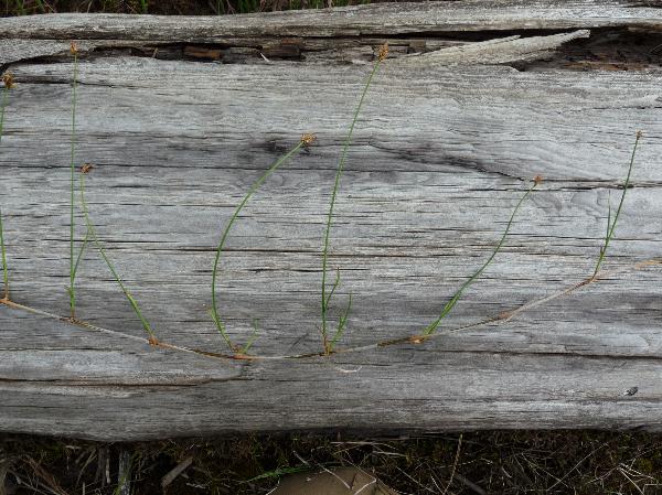 Photo of Carex chordorrhiza by Jamie Fenneman