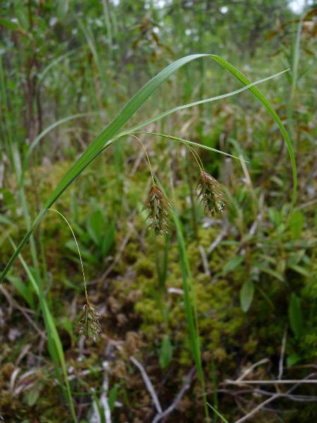 Photo of Carex magellanica ssp. irrigua by Jamie Fenneman
