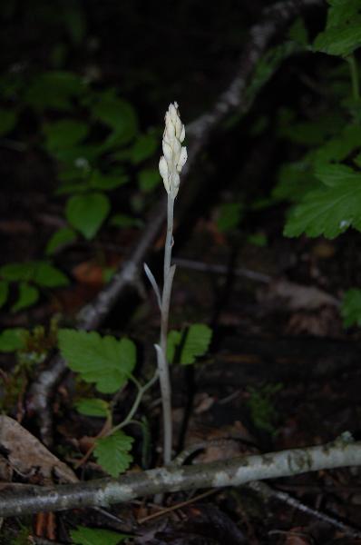 Photo of Cephalanthera austiniae by Kevin deBoer