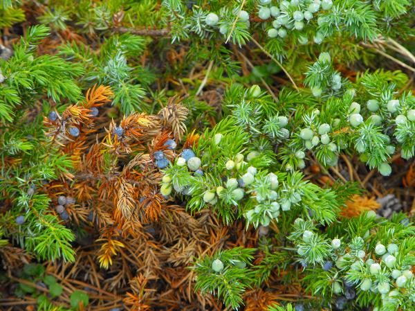 Photo of Juniperus communis by Ashley Churchill