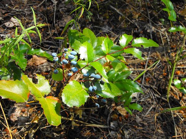 Photo of Berberis aquifolium by Ashley Churchill
