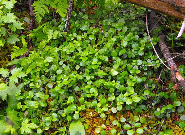 Photo of Linnaea borealis ssp. longiflora by Ashley Churchill