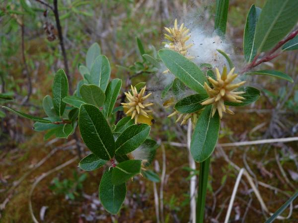 Photo of Salix athabascensis by Jamie Fenneman