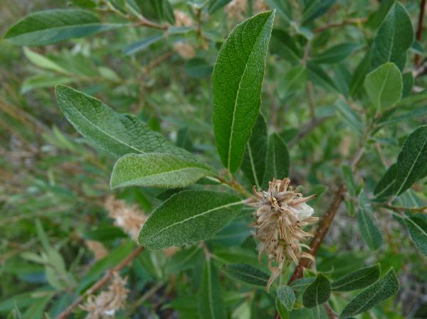 Photo of Salix glauca by Jamie Fenneman