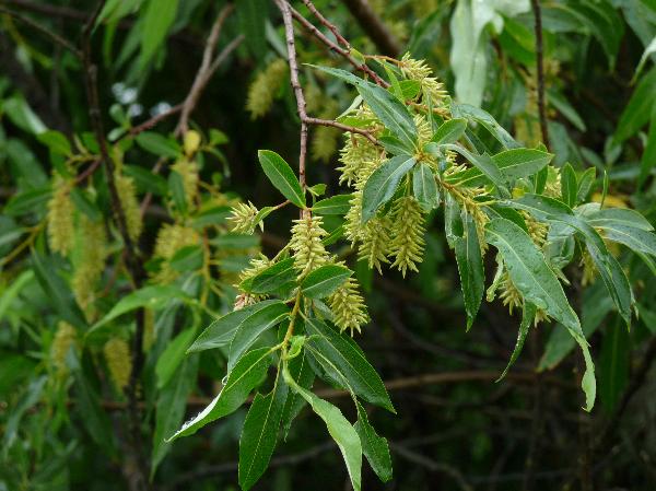 Photo of Salix lasiandra var. lasiandra by Jamie Fenneman