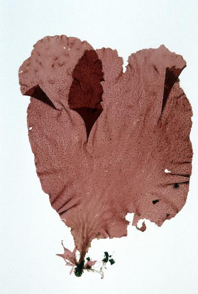 Photo of Polyneura latissima by <a href="http://www.botany.ubc.ca/people/hawkes.html">Michael Hawkes</a>