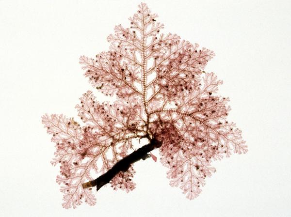 Photo of Pterothamnion pectinatum by <a href="http://www.botany.ubc.ca/people/hawkes.html">Michael Hawkes</a>
