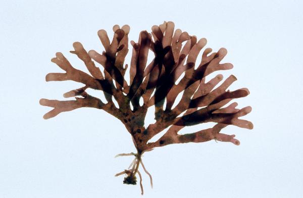 Photo of Rhodymenia californica by <a href="http://www.botany.ubc.ca/people/hawkes.html">Michael Hawkes</a>