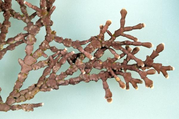 Photo of Calliarthron tuberculosum by <a href="http://www.botany.ubc.ca/people/hawkes.html">Michael Hawkes</a>