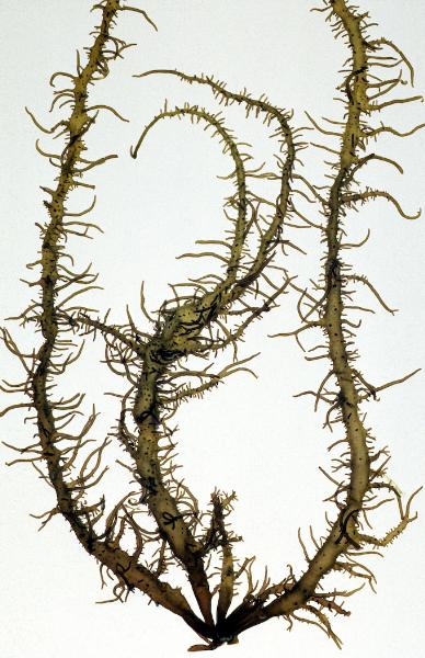 Photo of Cumagloia andersonii by <a href="http://www.botany.ubc.ca/people/hawkes.html">Michael Hawkes</a>