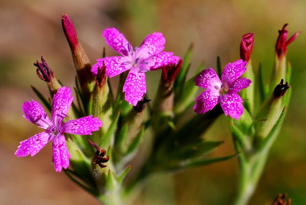Photo of Dianthus armeria by Virginia Skilton