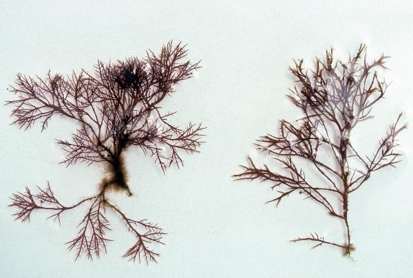Photo of Gelidium vagum by <a href="http://www.botany.ubc.ca/people/hawkes.html">Michael Hawkes</a>
