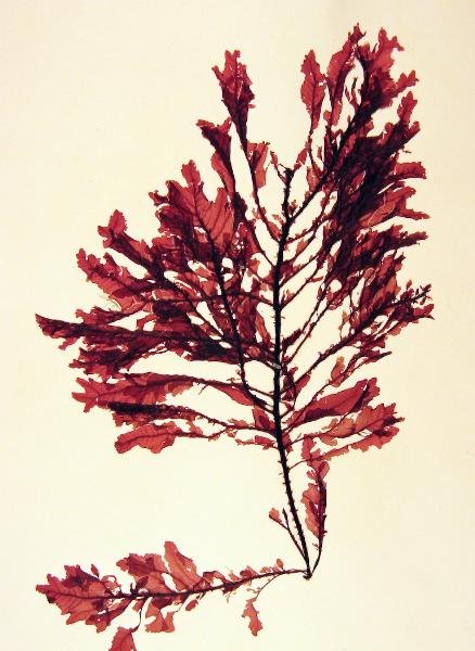 Photo of Tokidadendron bullatum by <a href="http://www.botany.ubc.ca/people/hawkes.html">Michael Hawkes</a>