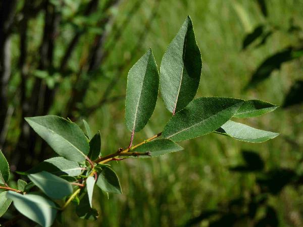 Photo of Salix pseudomonticola by Jamie Fenneman