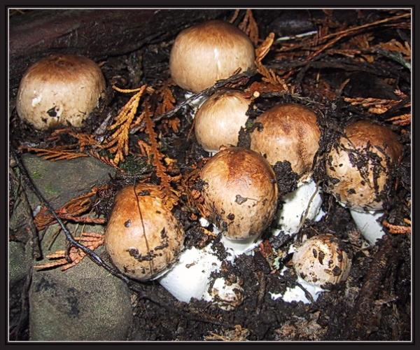 Photo of Agaricus hondensis by May Kald