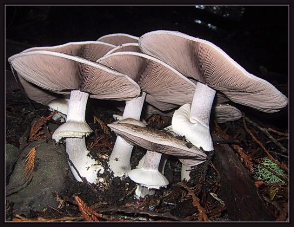 Photo of Agaricus hondensis by May Kald