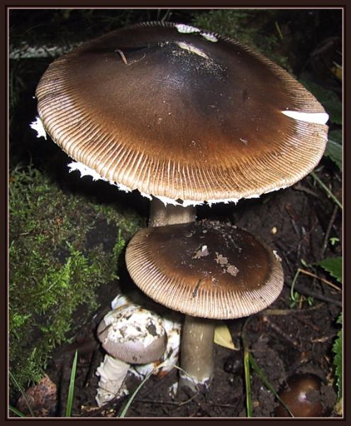 Photo of Amanita pachycolea group by May Kald