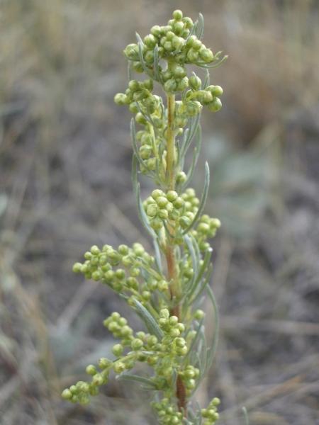 Photo of Artemisia campestris by <a href="http://www.cicerosings.blogspot.com">Eileen Brown</a>