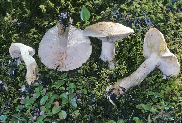Photo of Tricholoma sulphurescens by Michael Beug