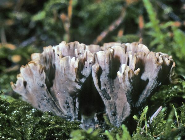 Photo of Thelephora palmata by Michael Beug