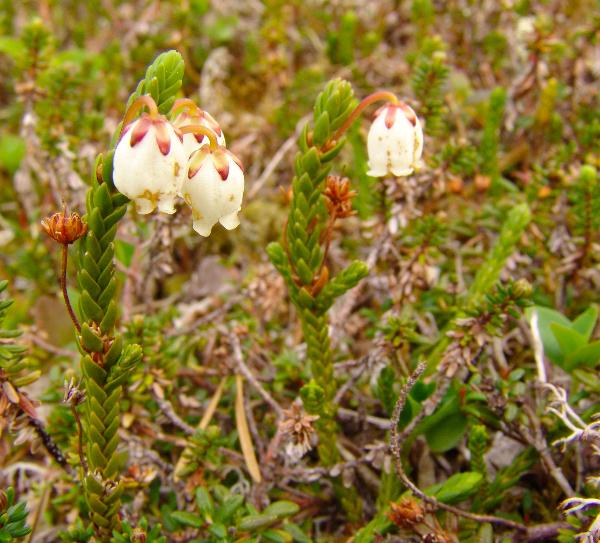 Photo of Cassiope mertensiana ssp. mertensiana by Allan  Carson