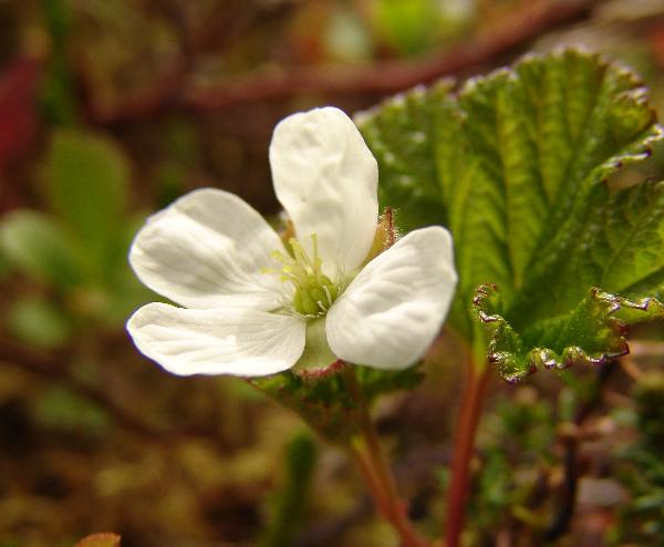 Photo of Rubus chamaemorus by Allan  Carson