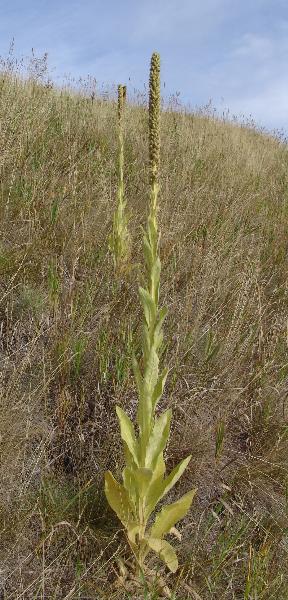Photo of Verbascum thapsus by Allan  Carson
