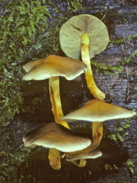 Photo of Hypholoma fasciculare by Michael Beug