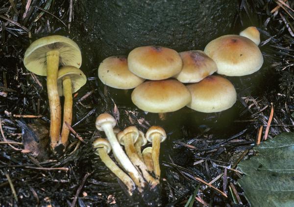 Photo of Hypholoma fasciculare by Michael Beug