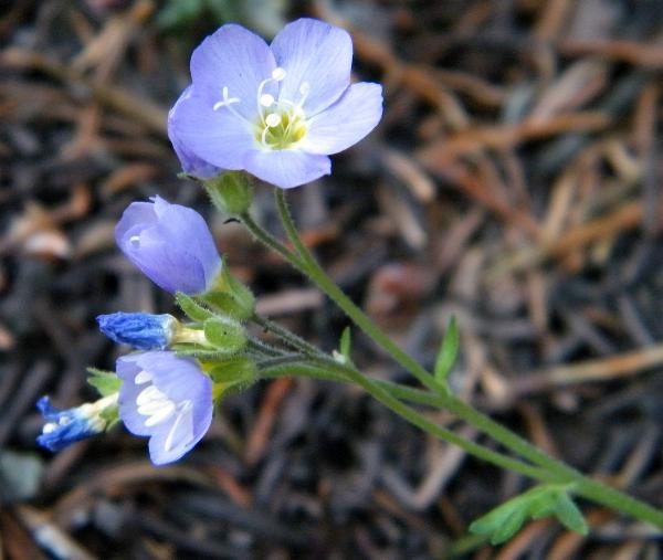 Photo of Polemonium pulcherrimum var. pulcherrimum by <a href="http://www.natureniche.ca">Gordon Neish</a>