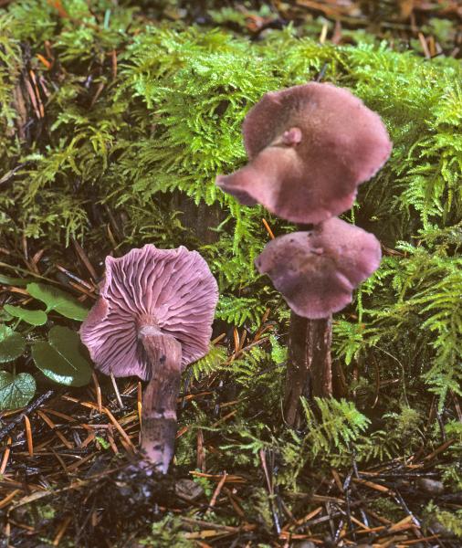 Photo of Laccaria amethysteo-occidentalis by Michael Beug