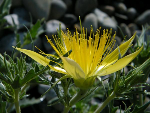 Photo of Mentzelia laevicaulis by <a href="http://www.natureniche.ca">Gordon Neish</a>